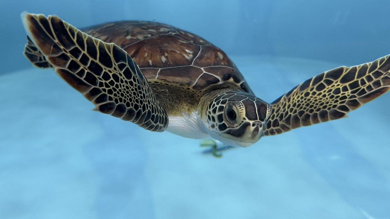 florida aquarium sea turtle