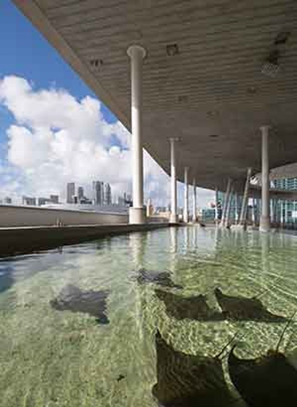 florida bay aquarium vista frost science
