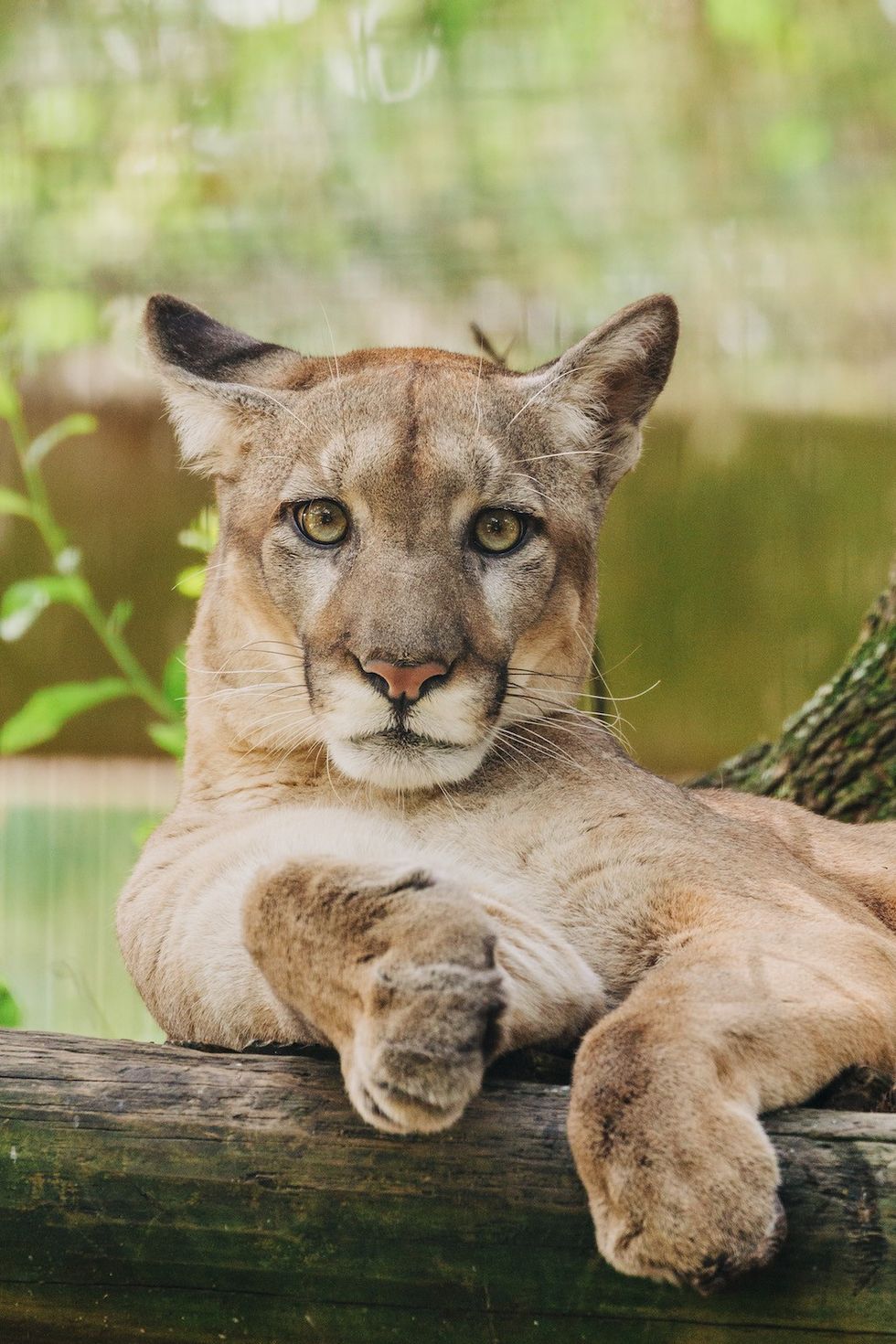 Florida Panther