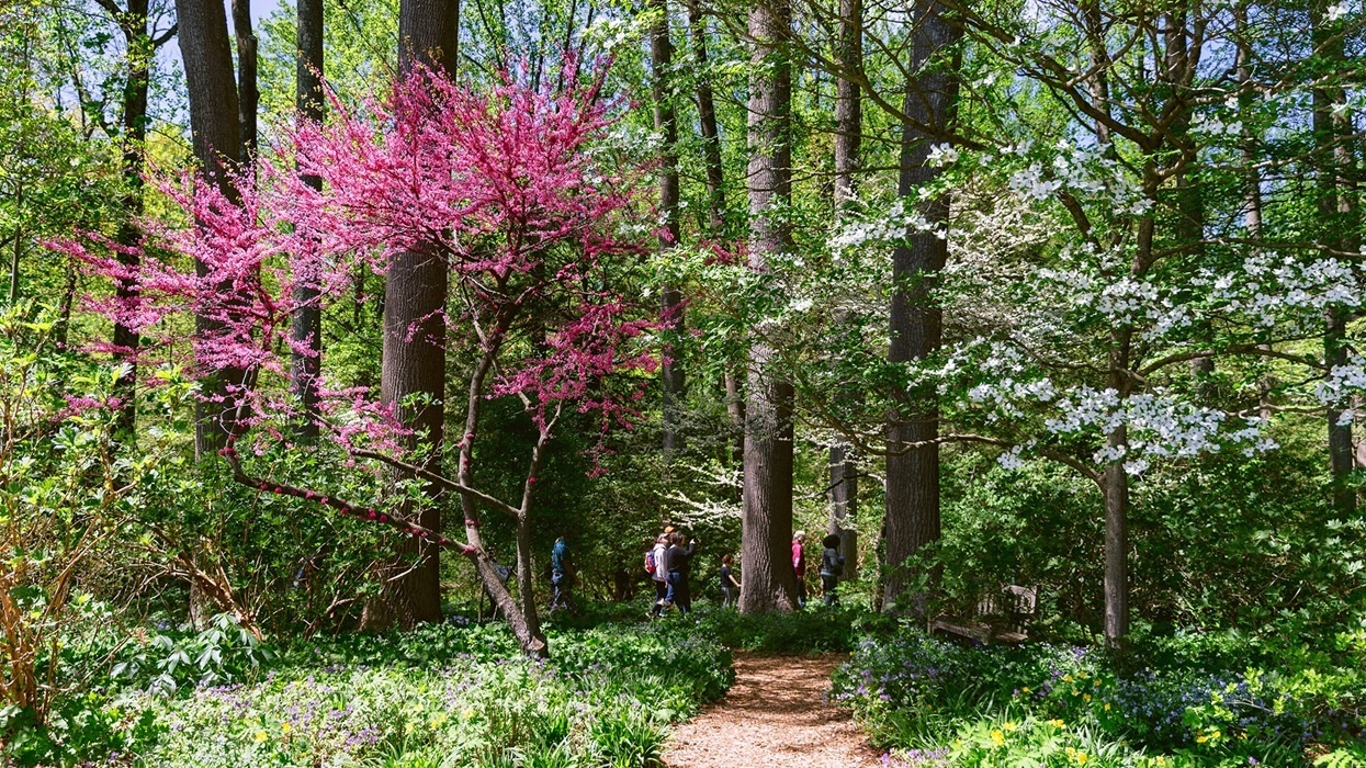 Forest path at Mt. Cuba Center with blooming pink and white trees under a clear blue sky.