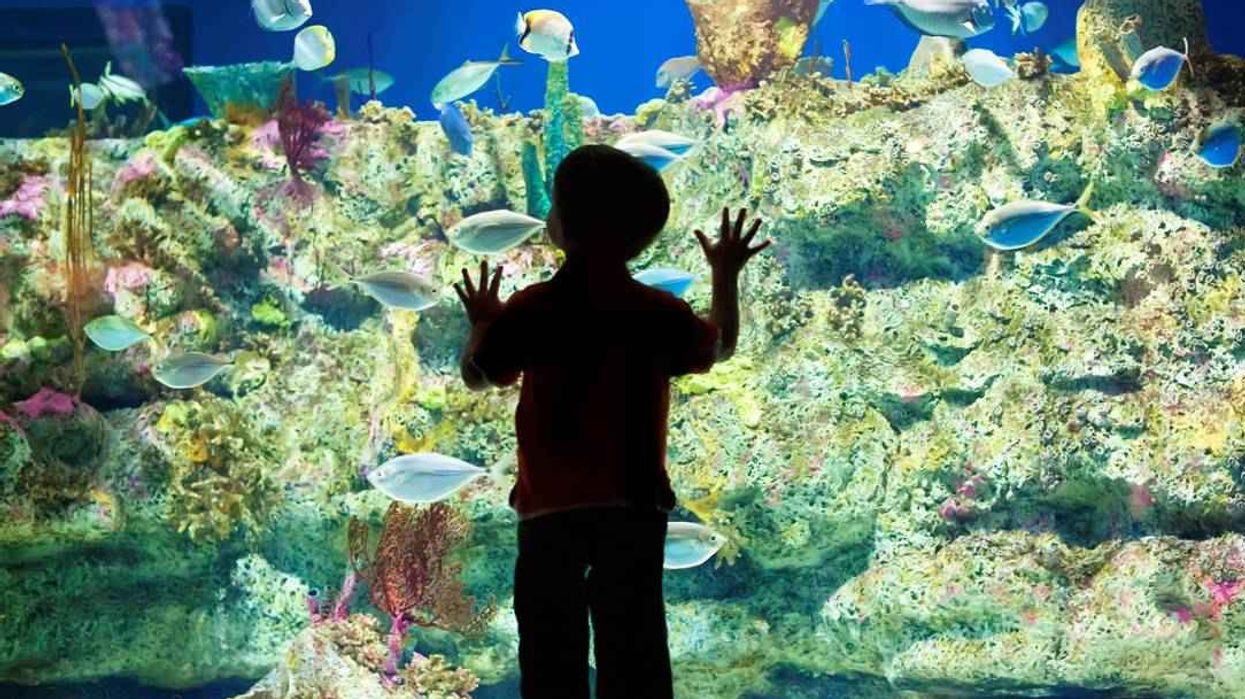 Fort Fisher NC Aquarium keen to dive into $10 million expansion project