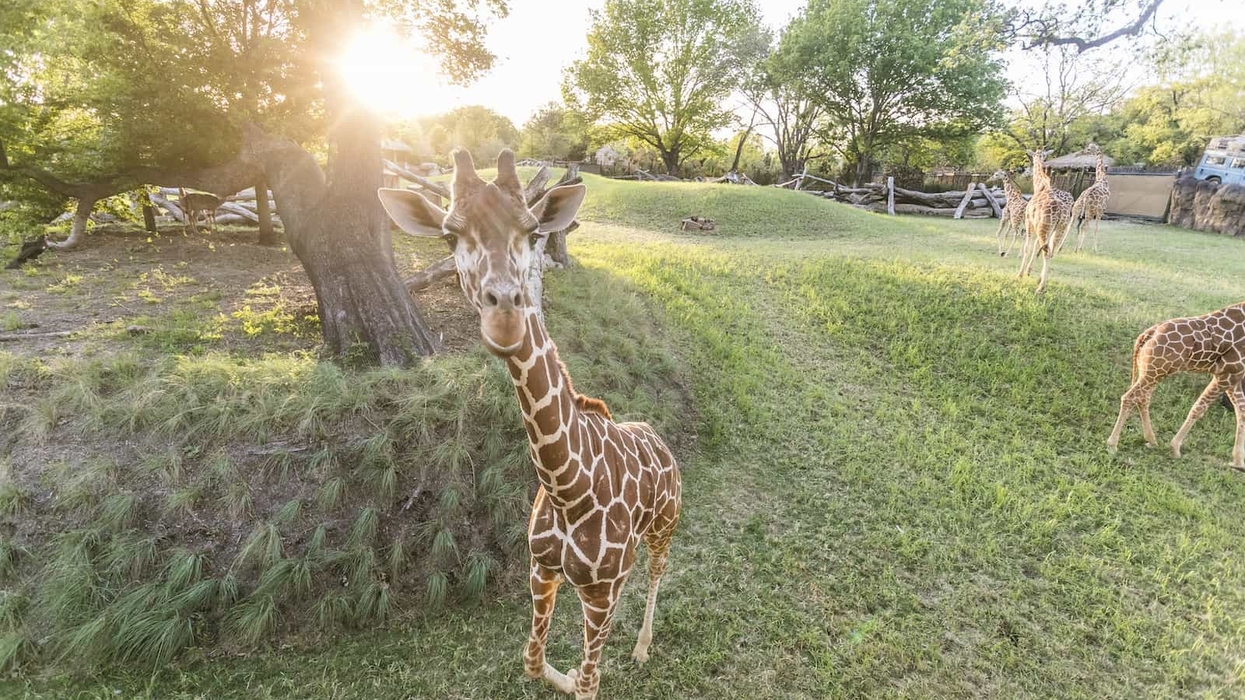 Fort Worth Zoo African Savanna