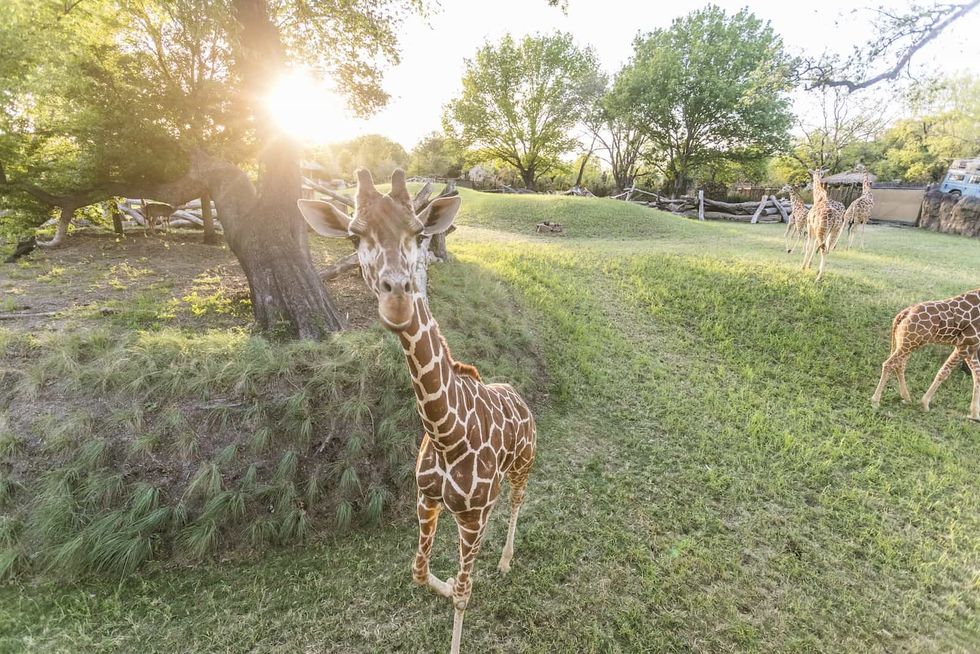 Fort Worth Zoo African Savanna