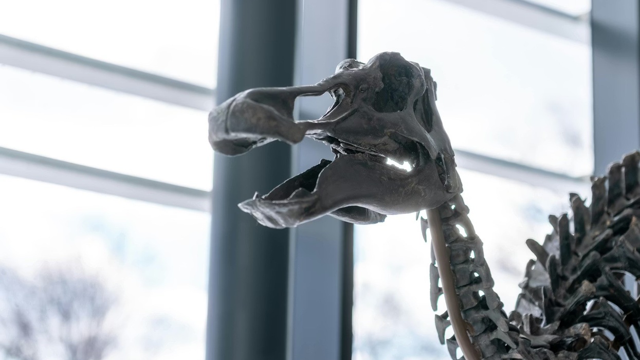 Fossil skeleton displayed in front of large windows.