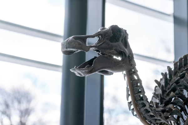 Fossil skeleton displayed in front of large windows.