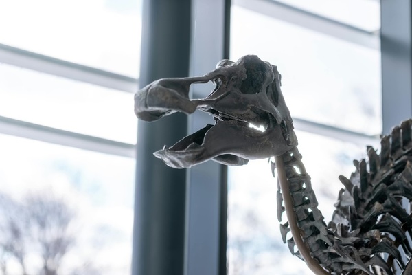 Fossil skeleton displayed in front of large windows.
