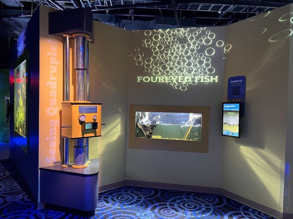 Four eyed fish Morph'd Florida Aquarium IDEAS
