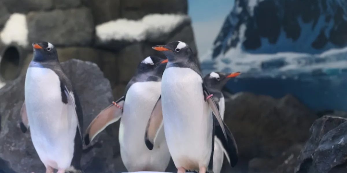 Merlin to expand London gentoo penguin habitat, end breeding programme