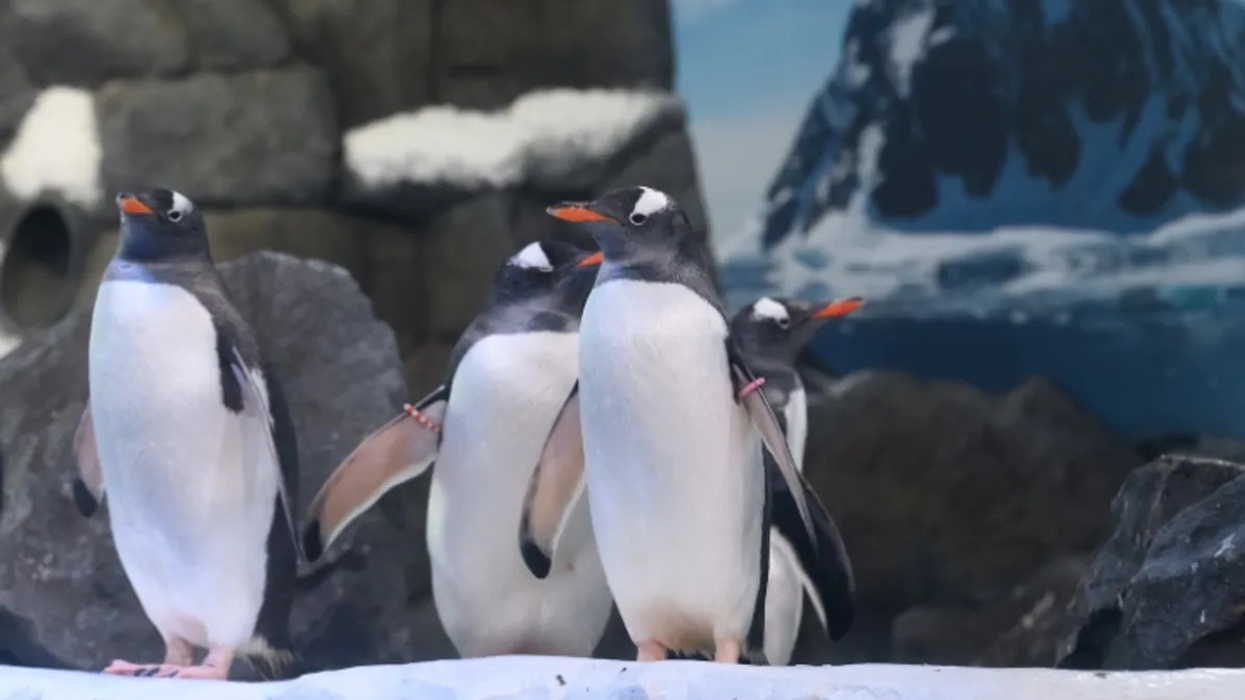 Four gentoo penguins at Sea Life London Aquarium standing on rocks with a snowy mountain backdrop.