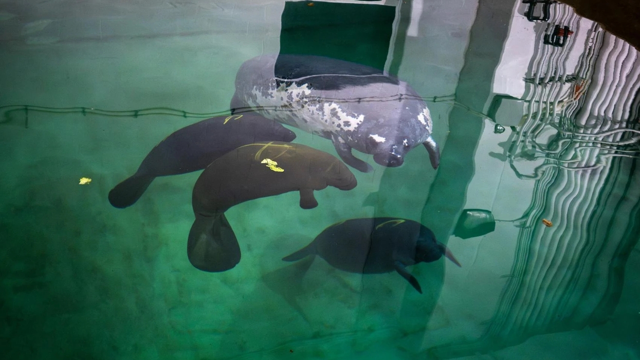 Four manatees swimming in a clear, green-tinted pool at the Columbus Zoo and Aquarium