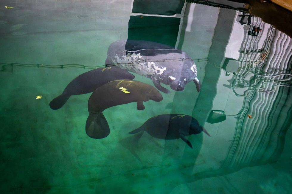 Columbus Zoo’s Stubby caring for three rescued manatee calves