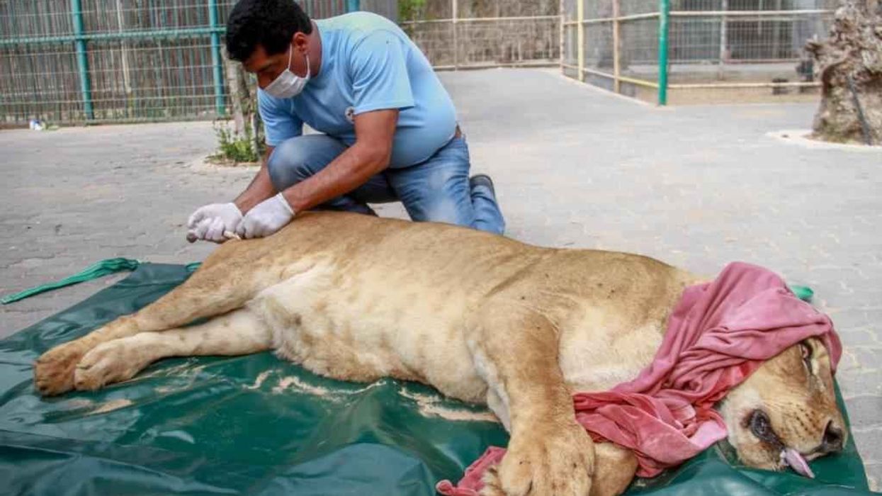 FOUR PAWS Helps Stricken Animals in Ruins of Mosul Zoo