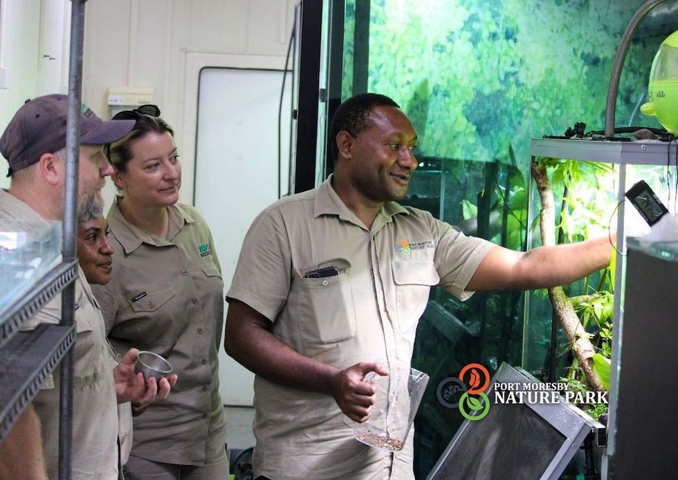 Francis Gundu, Frog research