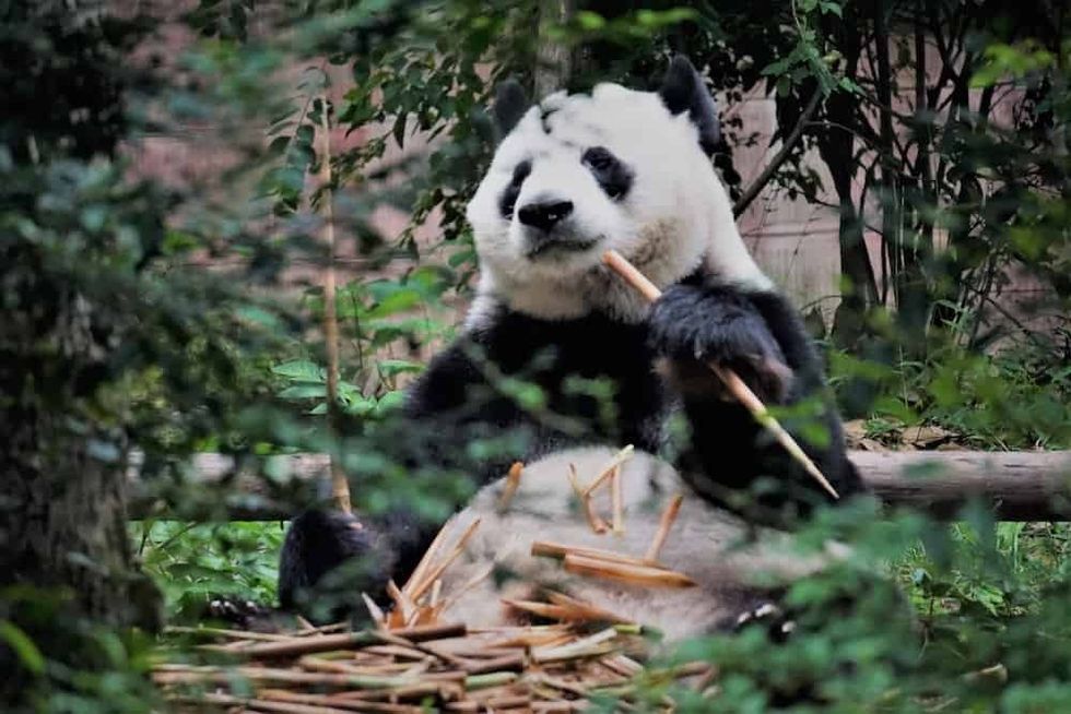 free stock images giant panda