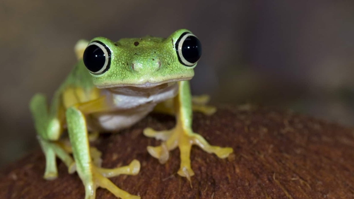 frog-smithsonian-national-zoo