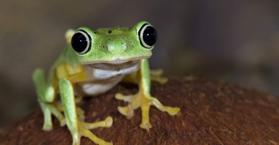 frog-smithsonian-national-zoo