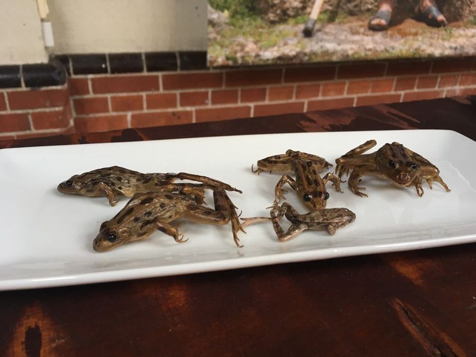 Frogs, Disgusting Food Museum