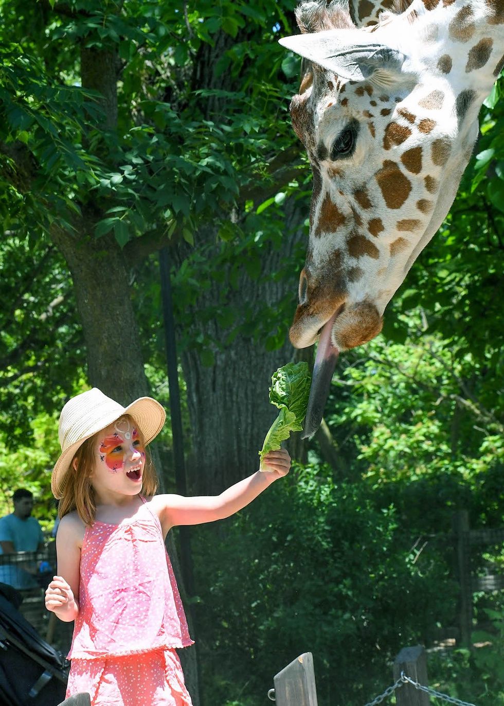 From late spring to early fall, guests can feed the giraffes at Brookfield Zoo