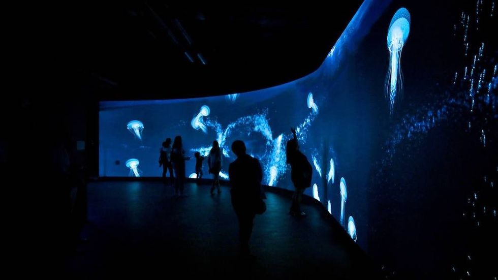 Frost Museum jellyfish