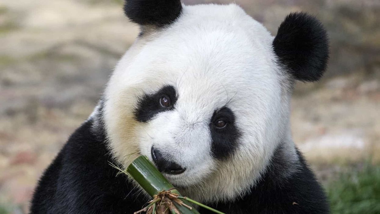 Fu Ni, a giant panda at Zoos South Australia