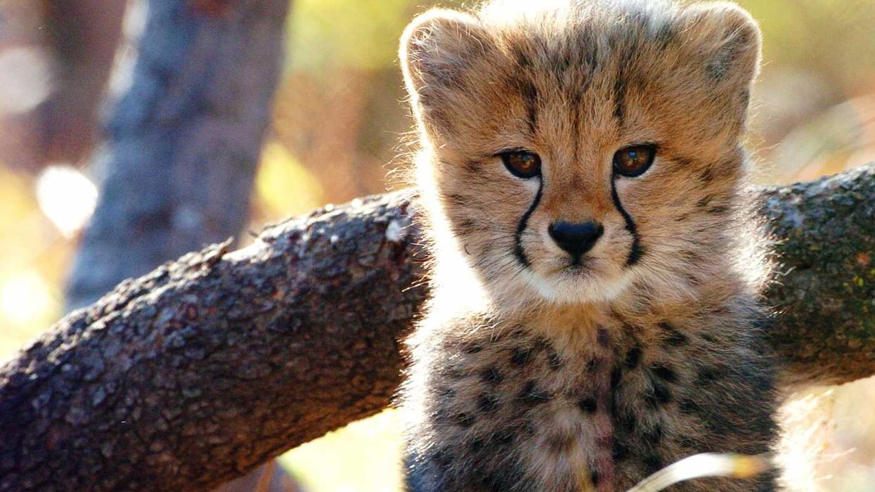 Fur flies as BREC board votes to relocate Louisiana's Baton Rouge Zoo