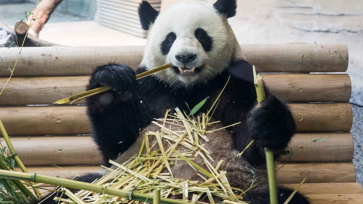 Furry happy: dan pearlman celebrates state opening of Berlin Zoo's new Panda Garden exhibit