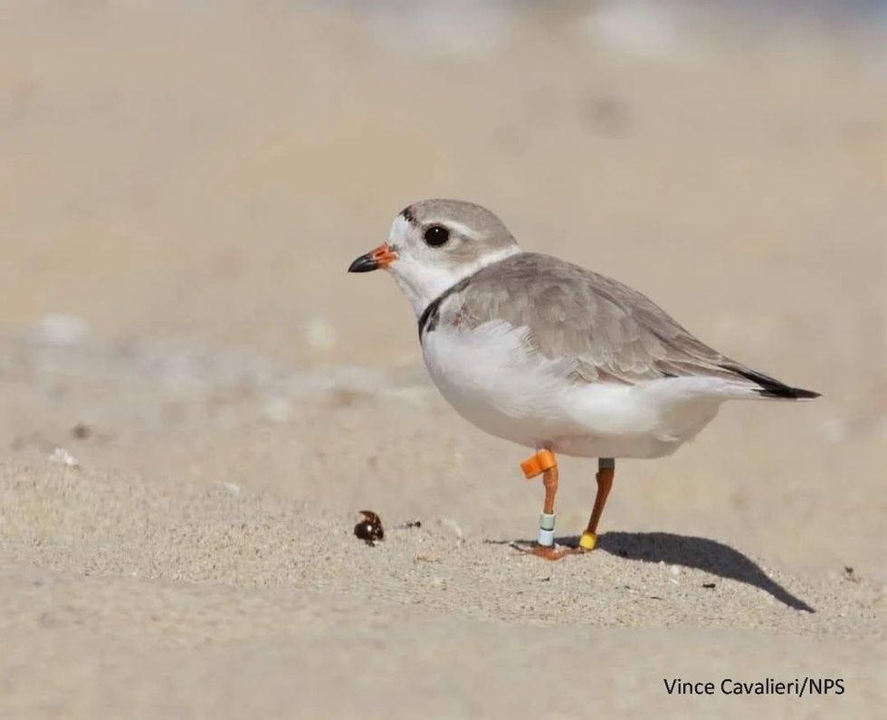Gabby Piping Plover