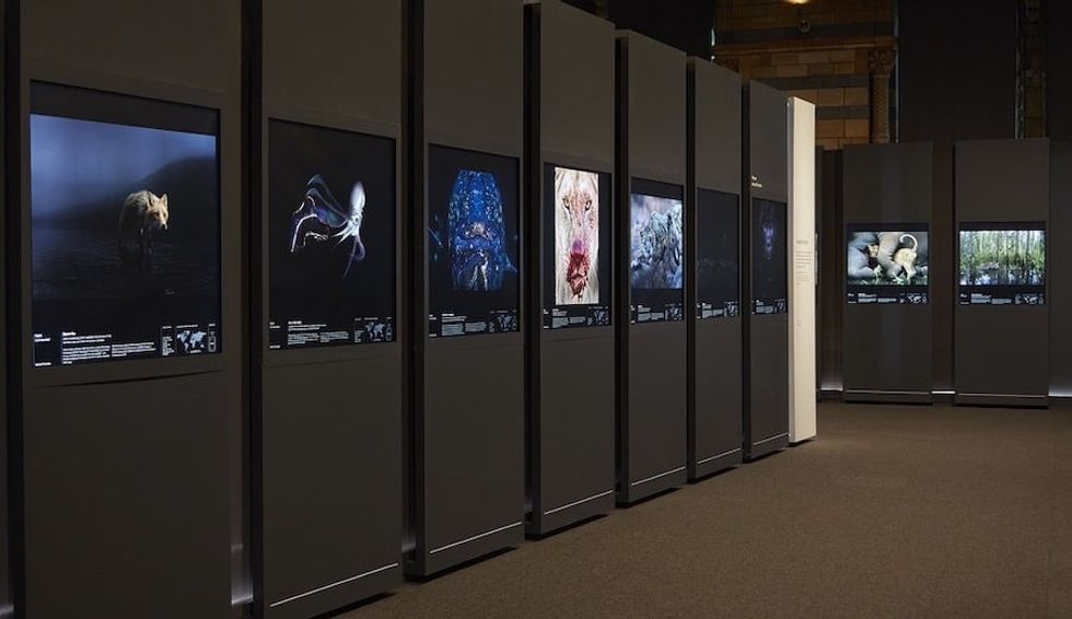 Gallery hallway with wildlife photographs displayed on dark panels.