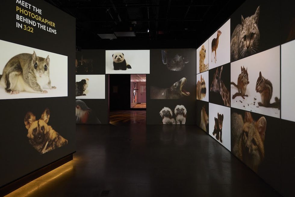 Gallery with animal photos projected on walls, countdown to photographer appearance.