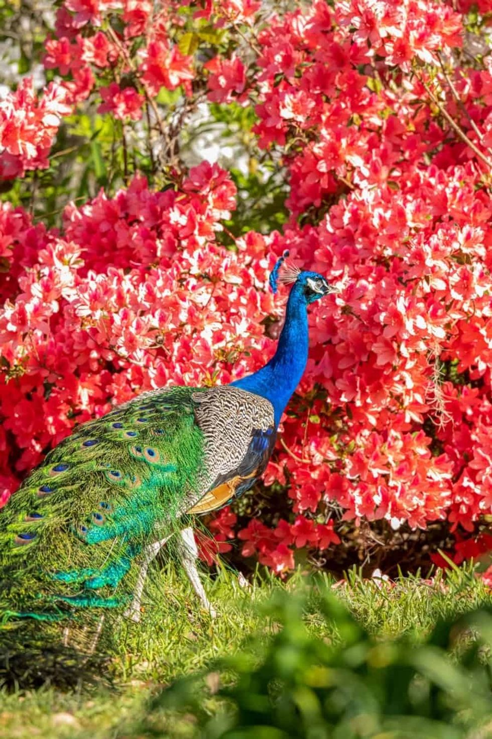 Gateway Ticketing Systems Magnolia Plantation Peacock