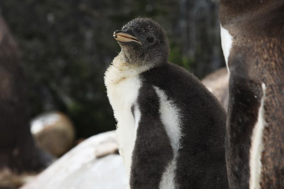 Gentoo Penguin_Edinburgh Zoo