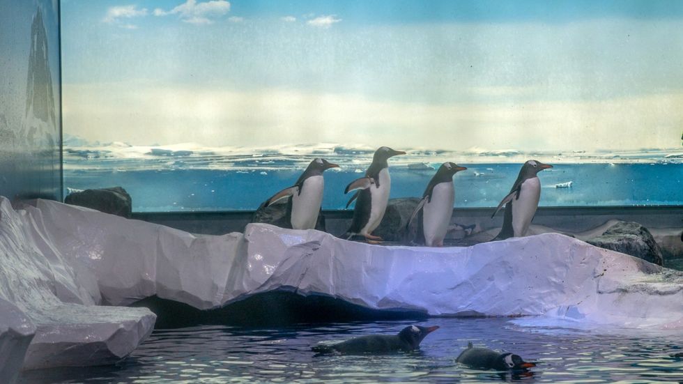 Gentoo penguins on icy rocks with a sea and iceberg backdrop at Sea Life London Aquarium.