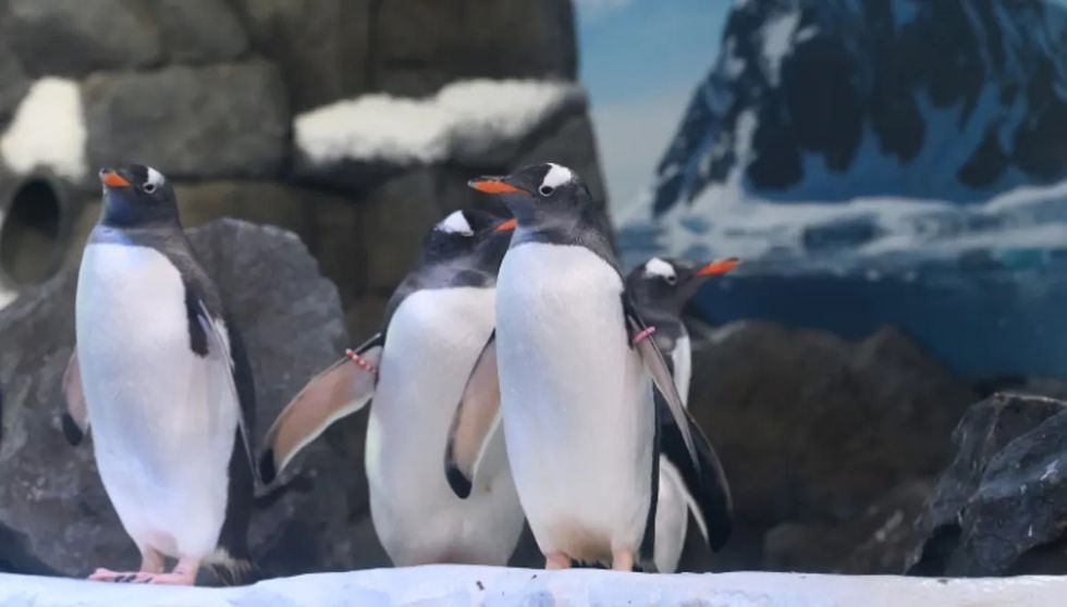 gentoo penguins sea life aquarium london