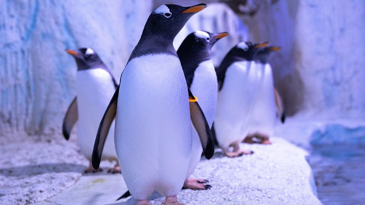 gentoo penguins sea life london aquarium