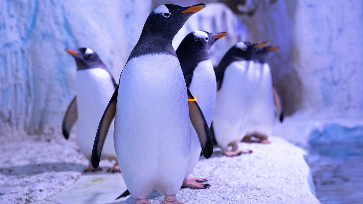 gentoo penguins sea life london aquarium