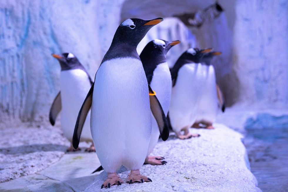Gentoo penguins standing together on icy terrain in an enclosure at Sea Life London Aquarium.
