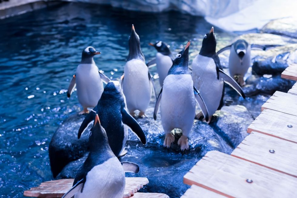 Gentoo penguins