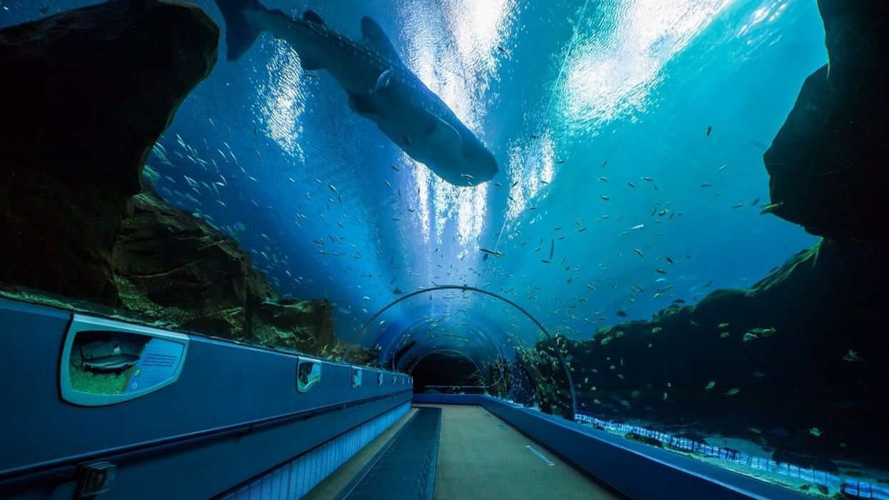 Georgia Aquarium. Major Expansion. Expansion 2020. SunTrust Pier 225