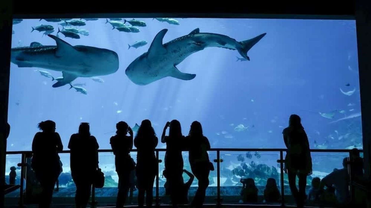 Georgia Aquarium projects, new shark exhibit