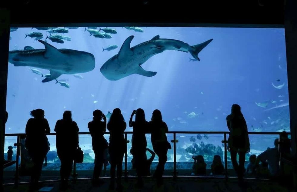 Georgia Aquarium projects, new shark exhibit