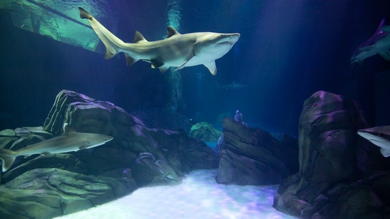 georgia aquarium shark exhibit