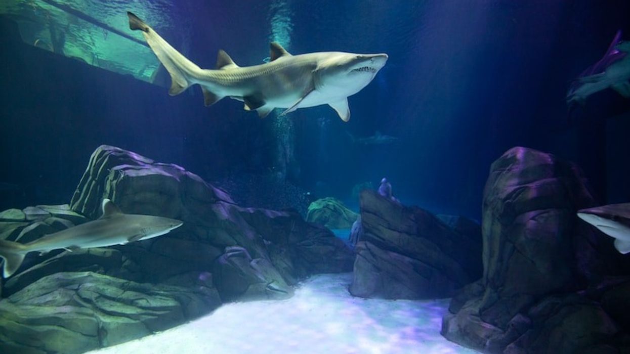 georgia aquarium shark exhibit