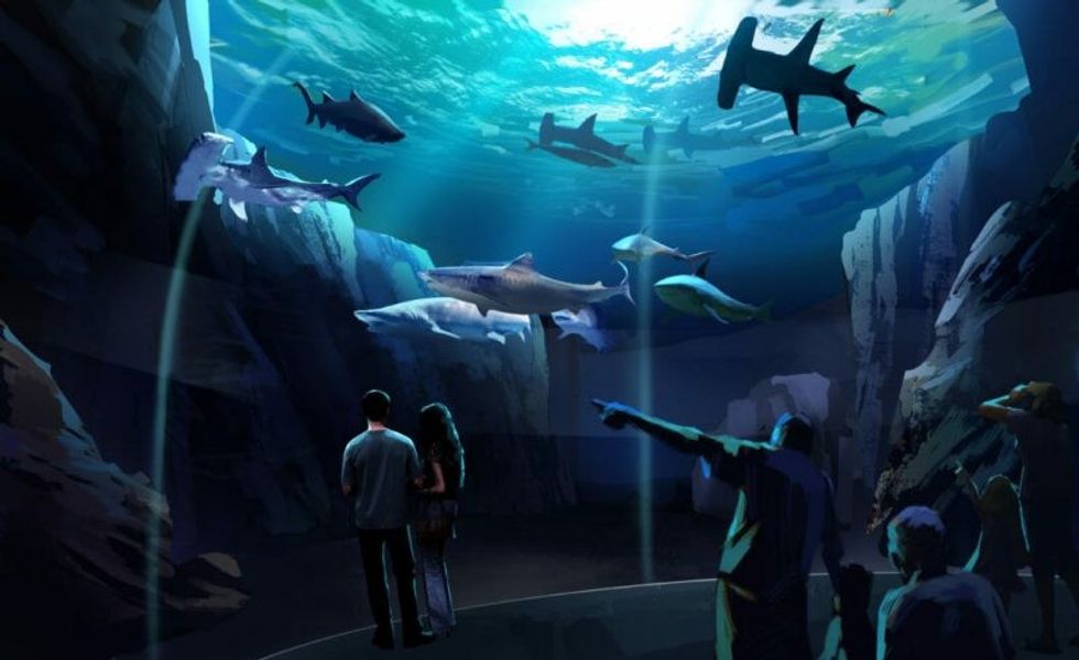 georgia aquarium shark exhibit