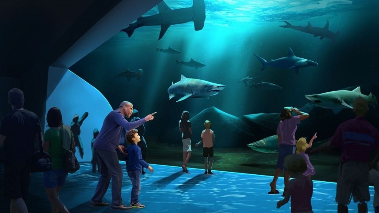 Georgia Aquarium shark gallery