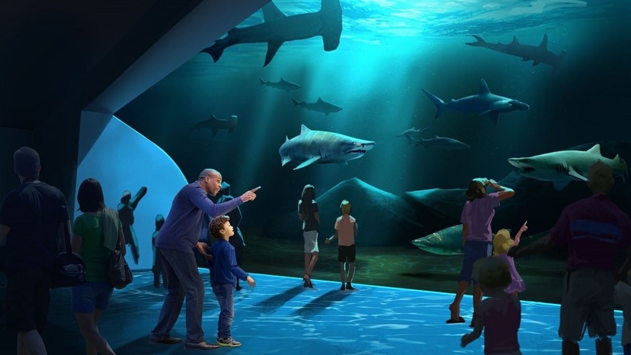 Georgia Aquarium shark gallery