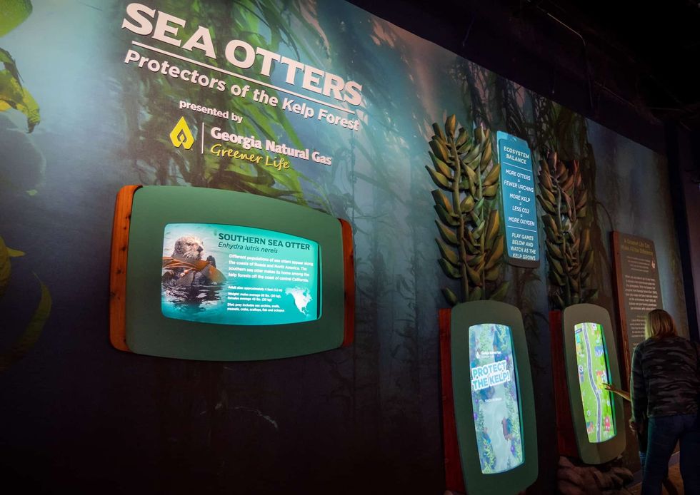 georgia aquarium southern sea otter exhibit