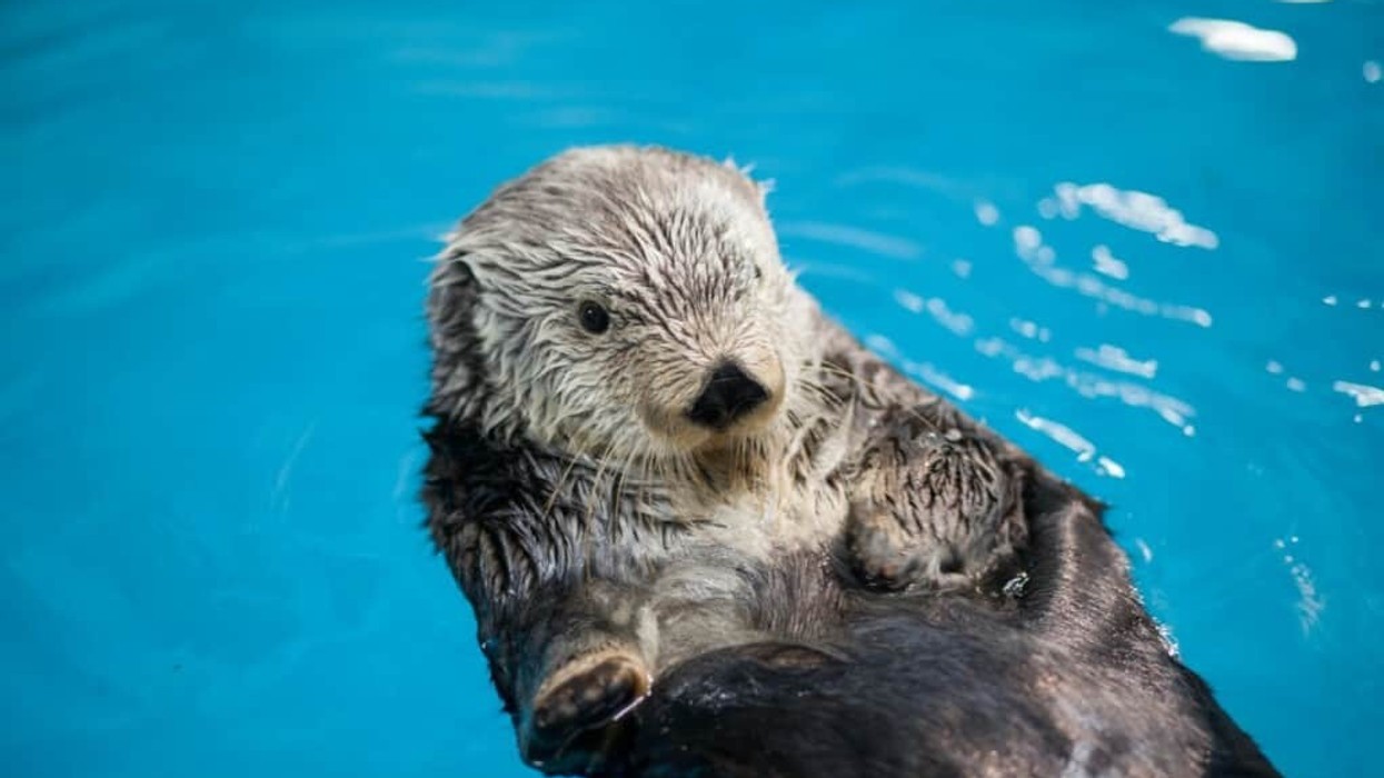 georgia aquarium southern sea otter