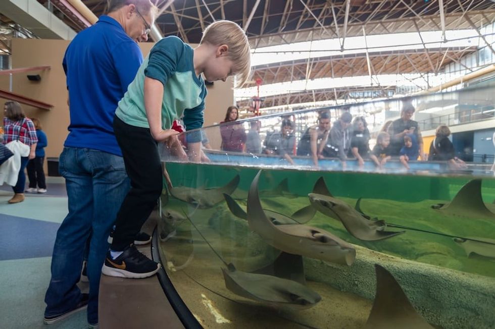 getting hands on with rays at the St Louis Aquarium, designed by PGAV Destinations. culture committee