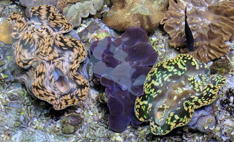 giant clams shallow reef exhibit steinhart aquarium