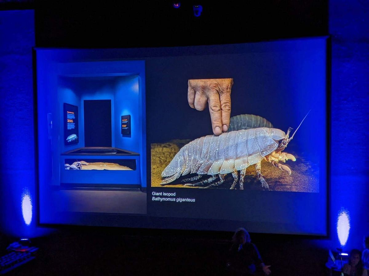 giant isopod deep sea monterey bay aquarium